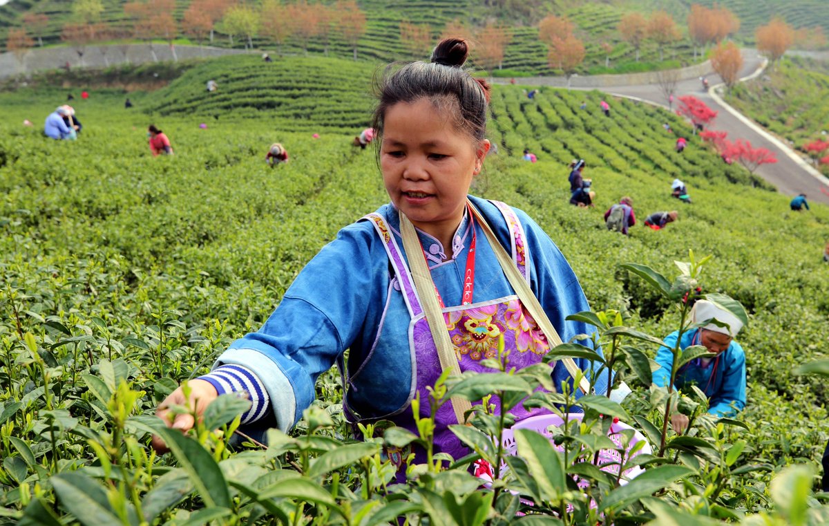 VivreauGuizhou's tweet photo. Grâce à un réseau routier étendu et très accessible et à l'émergence de l'industrie du #thé, le village de #Changyan de la préfecture de #Qiannan a créé la zone panoramique de #GuluYunling, qui propose un #écotourisme intégrant la préparation du thé et l'admiration des fleurs.💕 https://t.co/ALFMVaZAPY