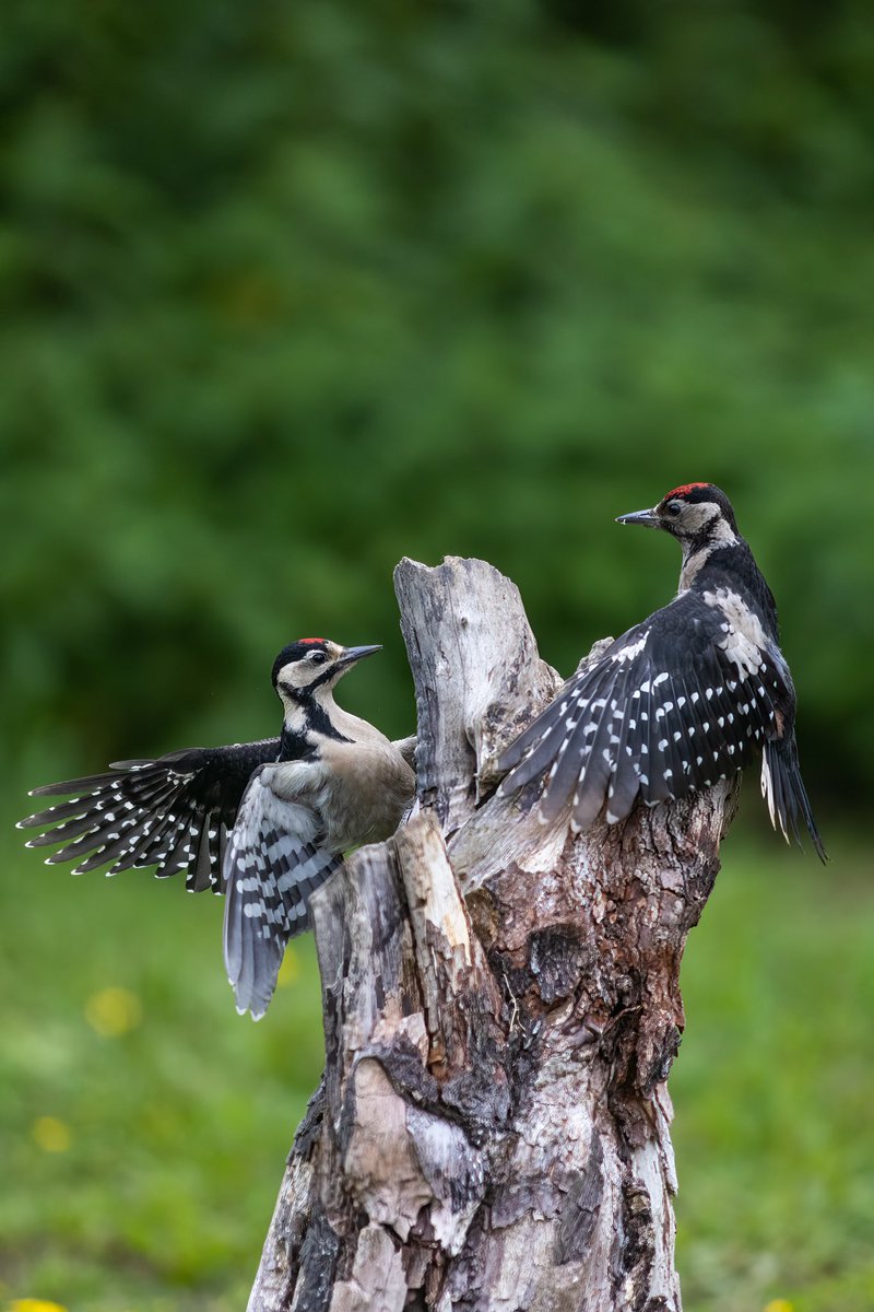 Great spotted woodpeckers