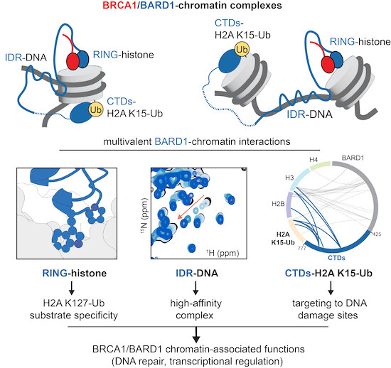 The EMBO Journal (@embojournal) on Twitter photo Extensive multivalent interactions between #BRCA1/#BARD1 E3 ligase IDRs & #nucleosome substrates facilitate chromatin recruitment & contribute to histone H2A ubiquitylation and to DNA repair
@SamWitus et al <a href="/KlevitLab/">Klevit Lab</a> <a href="/UWBiochemistry/">UW Biochemistry</a> <a href="/WXZhaoLab/">Zhao Lab</a> <a href="/UTHealthSA/">UT Health San Antonio</a>
embopress.org/doi/10.15252/e⦠Extensive multivalent interactions between #BRCA1/#BARD1 E3 ligase IDRs & #nucleosome substrates facilitate chromatin recruitment & contribute to histone H2A ubiquitylation and to DNA repair
@SamWitus et al <a href="/KlevitLab/">Klevit Lab</a> <a href="/UWBiochemistry/">UW Biochemistry</a> <a href="/WXZhaoLab/">Zhao Lab</a> <a href="/UTHealthSA/">UT Health San Antonio</a>
embopress.org/doi/10.15252/eā¦