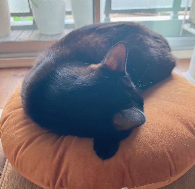 連日の早起きで睡眠時間がバグってしまい、倒れるように仮眠して起きたらルンバは掃除を終えて格納されてたし、ニャンコ達はソファ側でずっと一緒に寝てくれてたらしい