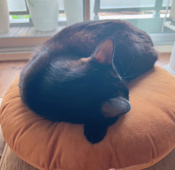 連日の早起きで睡眠時間がバグってしまい、倒れるように仮眠して起きたらルンバは掃除を終えて格納されてたし、ニャンコ達はソファ側でずっと一緒に寝てくれてたらしい