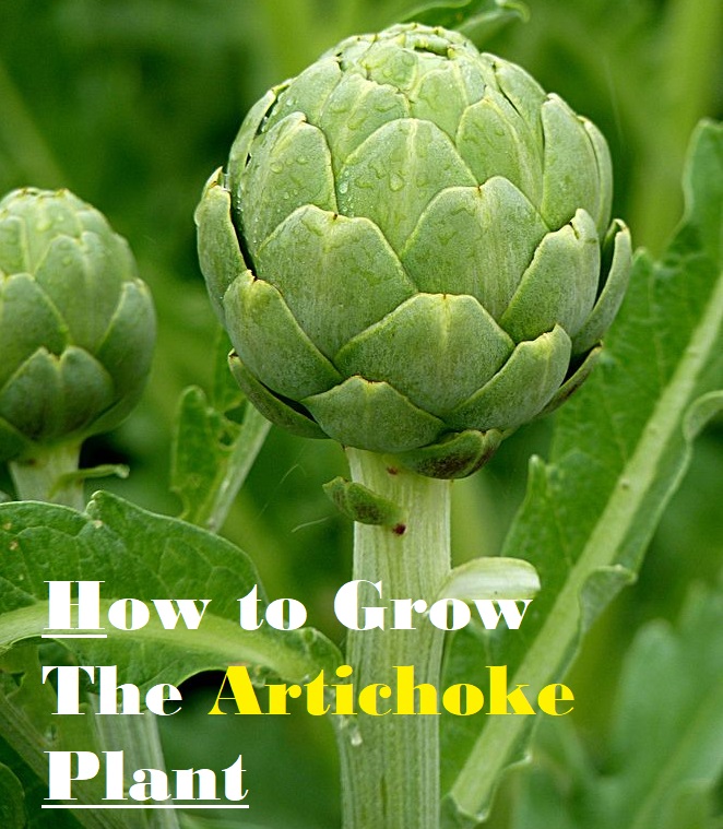 farmhydroponics's tweet photo. Steps to follow when growing Artichoke

https://t.co/v9whP6CKeW https://t.co/l6Lq590Wzs