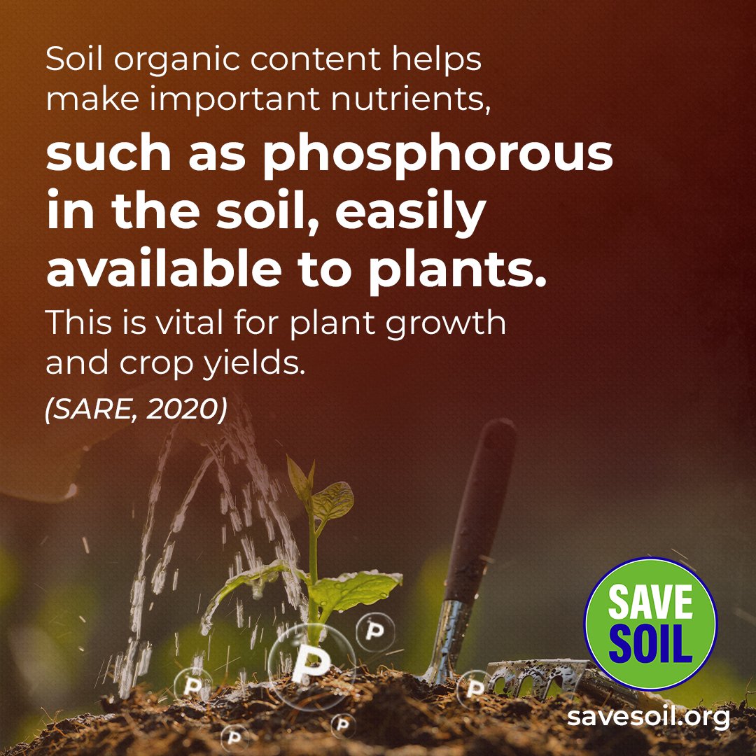 Soil organic matter helps make important nutrients, such as phosphorous in the soil, easily available to plants. This is vital for plant growth and crop yields. (SARE, 2020) #SaveSoil #ConsciousPlanet Action now: savesoil.org