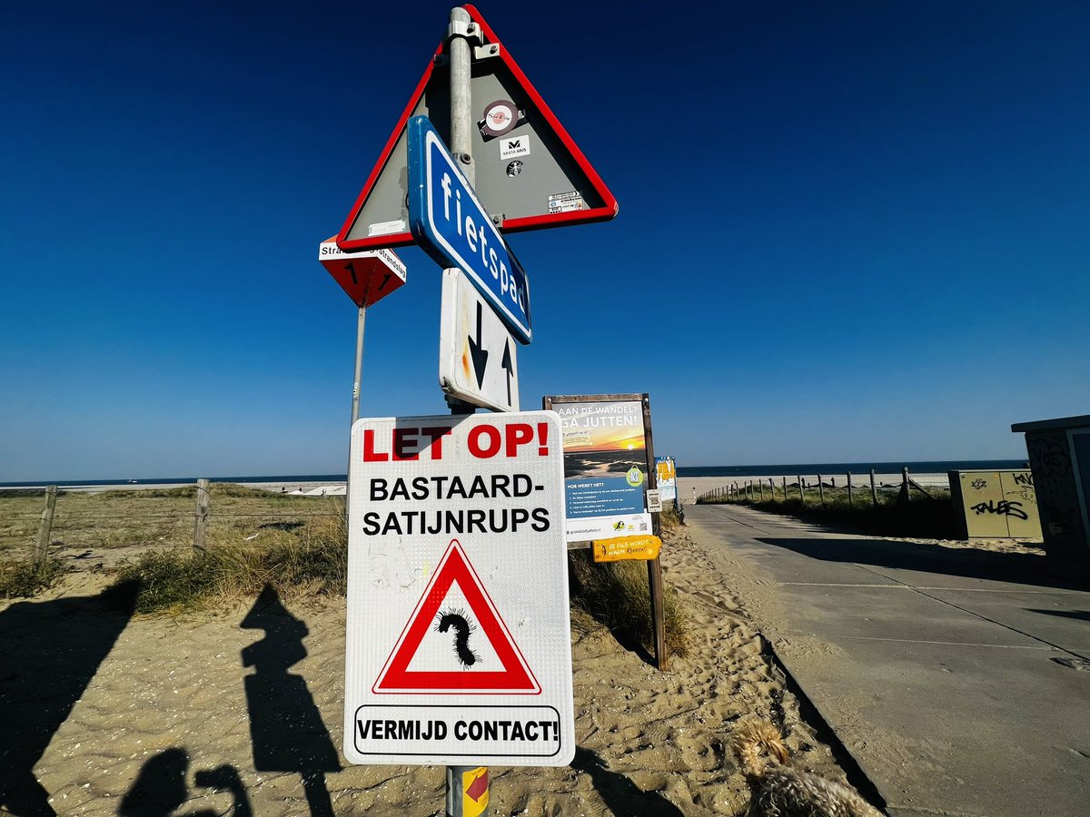 annaholligan's tweet photo. Dutch aren’t keen on their beach bugs 🐛 https://t.co/wgZlWSSQvT