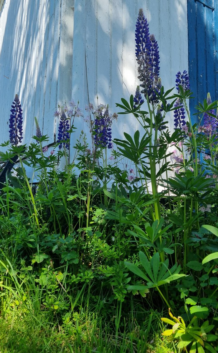 A childhoodfavorite..lupins..its forbidden now..still so gorgeous i think😀Have a beautiful day 😀