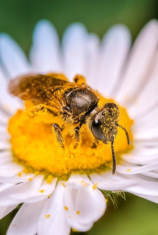 Let's start the day with a healthy breakfast 😁🐝📸

#nikon #nikonphotography #nikonnofilter #Macro #macrophotography #TwitterNatureCommunity #NaturePhotography #nature #bees #GardenersWorld #twitter #art #flower #bee @NikonEurope @NikonUSA @BBCEarth @ThePhotoHour