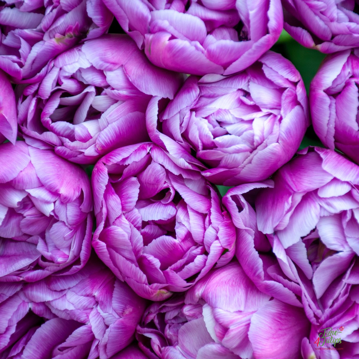 🌷A tulip with a striking appearance due to the special color of her petals; purple-pink with a white hint on her edges. Tulip Blue Diamond is a double tulip with peony-shaped petals.

#time4tulips #flowers #peony #garten #tulips #petals #flores #FlowerHunting