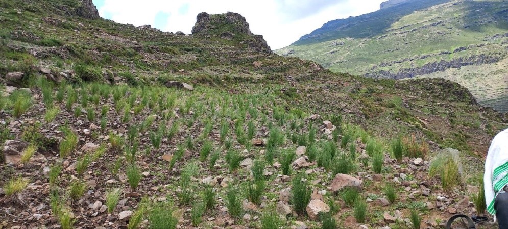 #EWCP #GuassaGardens project update

Last May, we visited Wedebiye kebele, Lasta woreda, to assess the survival rate of seedlings in Guassa plots planted in Sept 2022 and saw that more than 85% of the seedlings have grown well!🌱

#BiodiversityFriendlyFutures