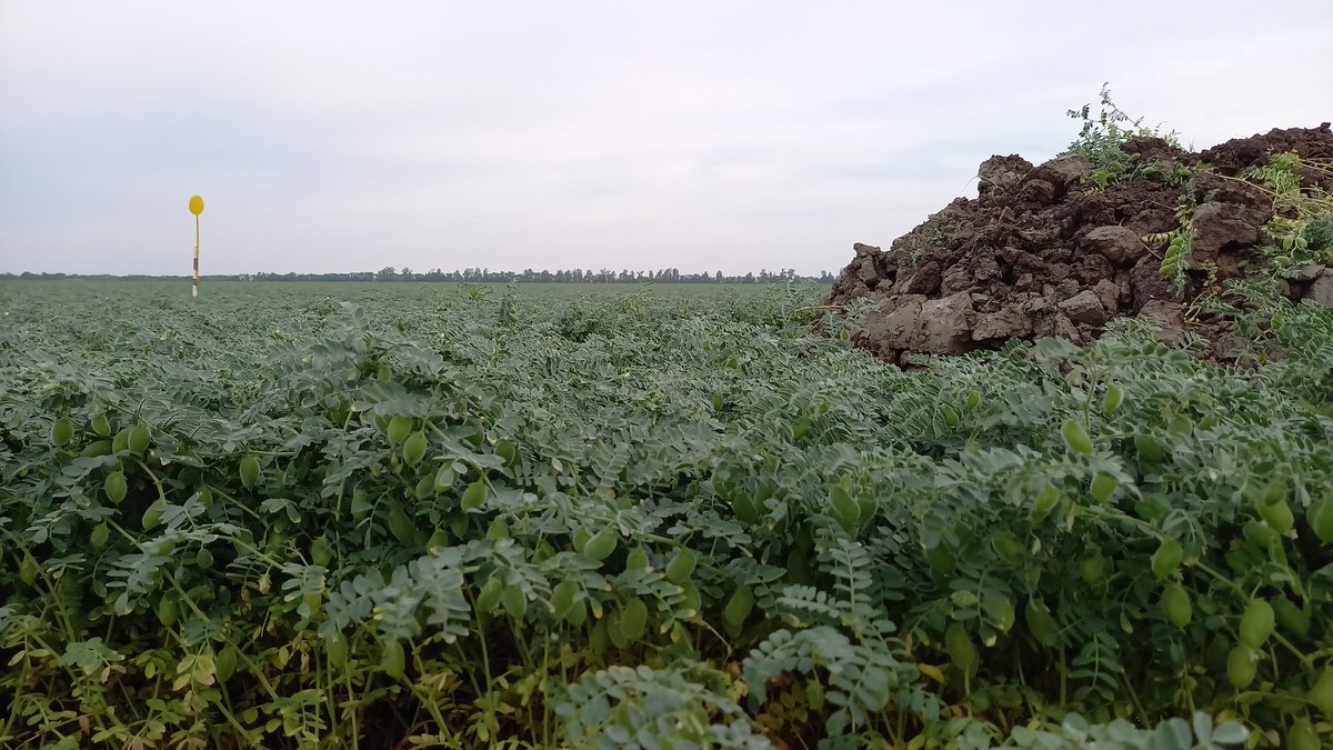 Tout est calme de bon matin, au fond d'un trou, dans un superbe #PoisChiche du #MaraisPoitevin pour une journée de visite et de profils de sols au <a href="/CDPMagri/">CDPM</a>