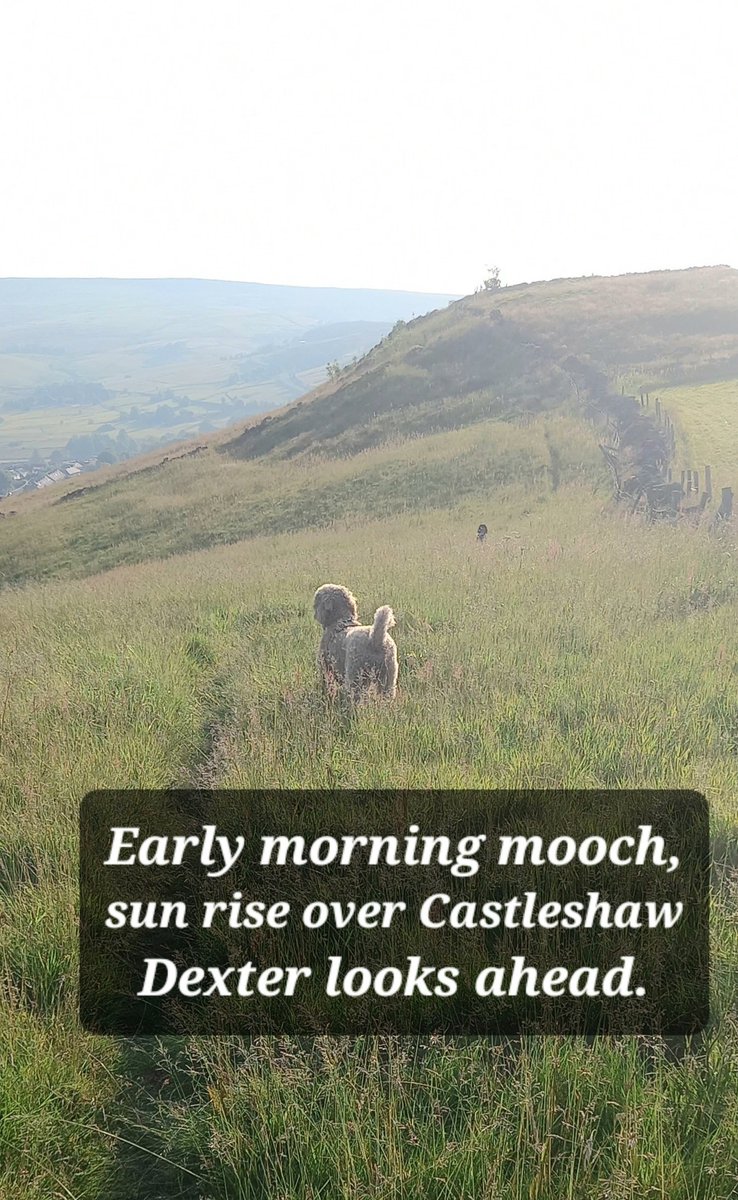 Broughiepoetry's tweet image. Up early to avoid the heat.
#haiku #poetry #delph #Saddleworth #labradoodle #dogs #mentalhealth