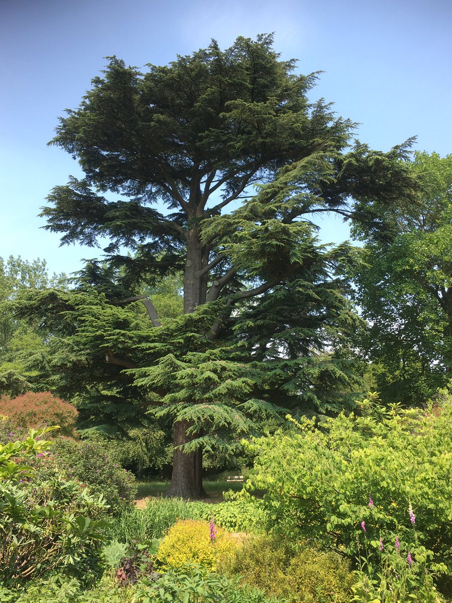 Cedar of Lebanon, a landscaped legacy at Doddington Hall, Lincolnshire #thicktrunktuesday #doddingtonhall
