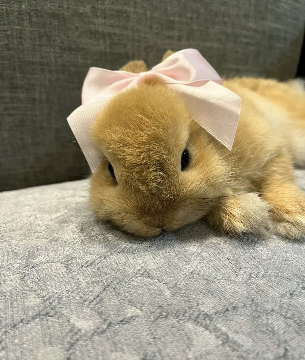 piinkimi_'s tweet photo. me (real) https://t.co/8xgMATzHoW