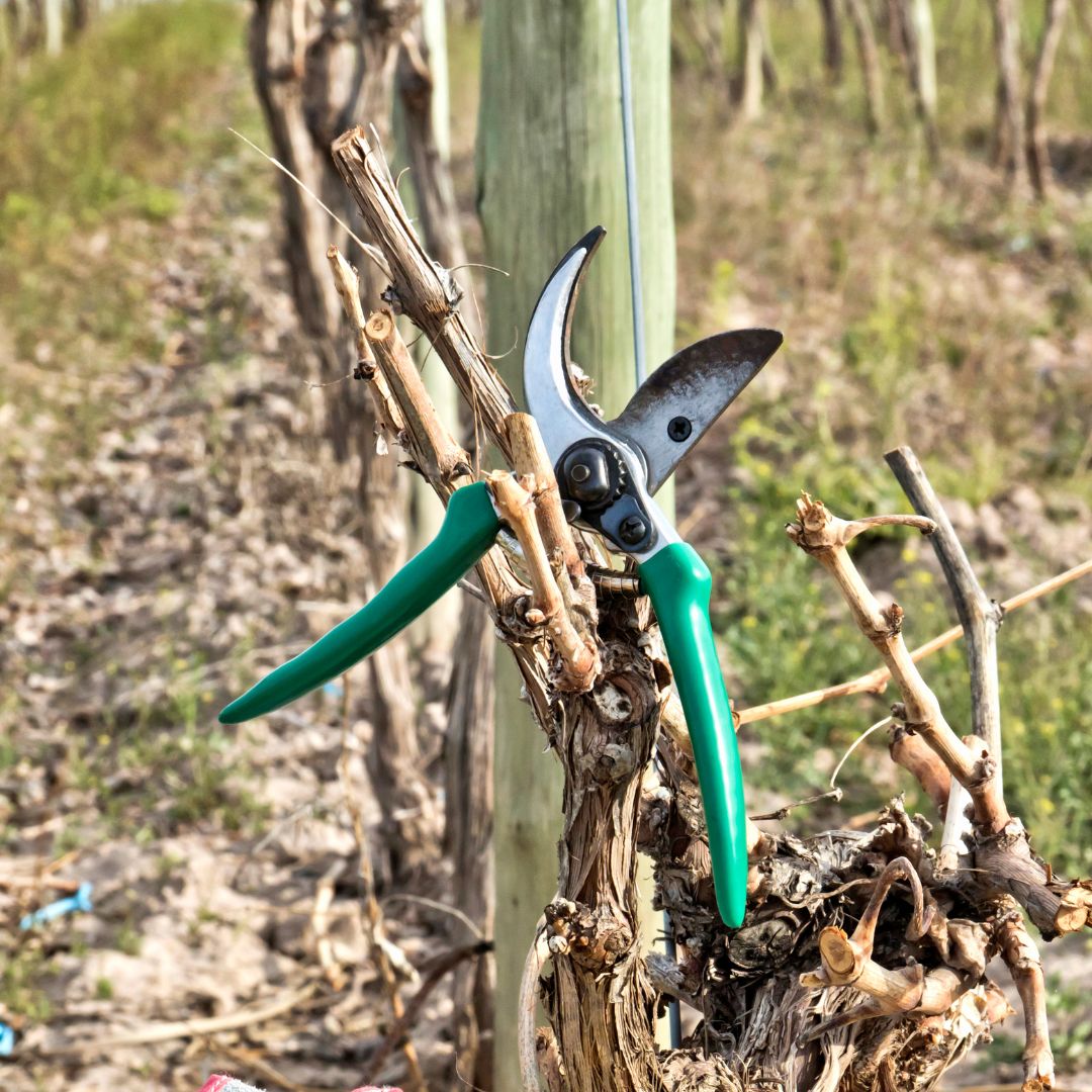 OmniaAustralia's tweet photo. ๐ #OmniaAustralia will be at the #Barossa Pruning Expo & #Agtech #FieldDay June 14 #Nuriootpa Research Centre. Discover #Greenseal pruning wound dressing to protect #vineyards from disease + more #agtech innovations.
Register for FREE ๐ https://t.co/8zCzdYvrfV
@SA_PIRSA #Omnia https://t.co/8OZdhqsIST