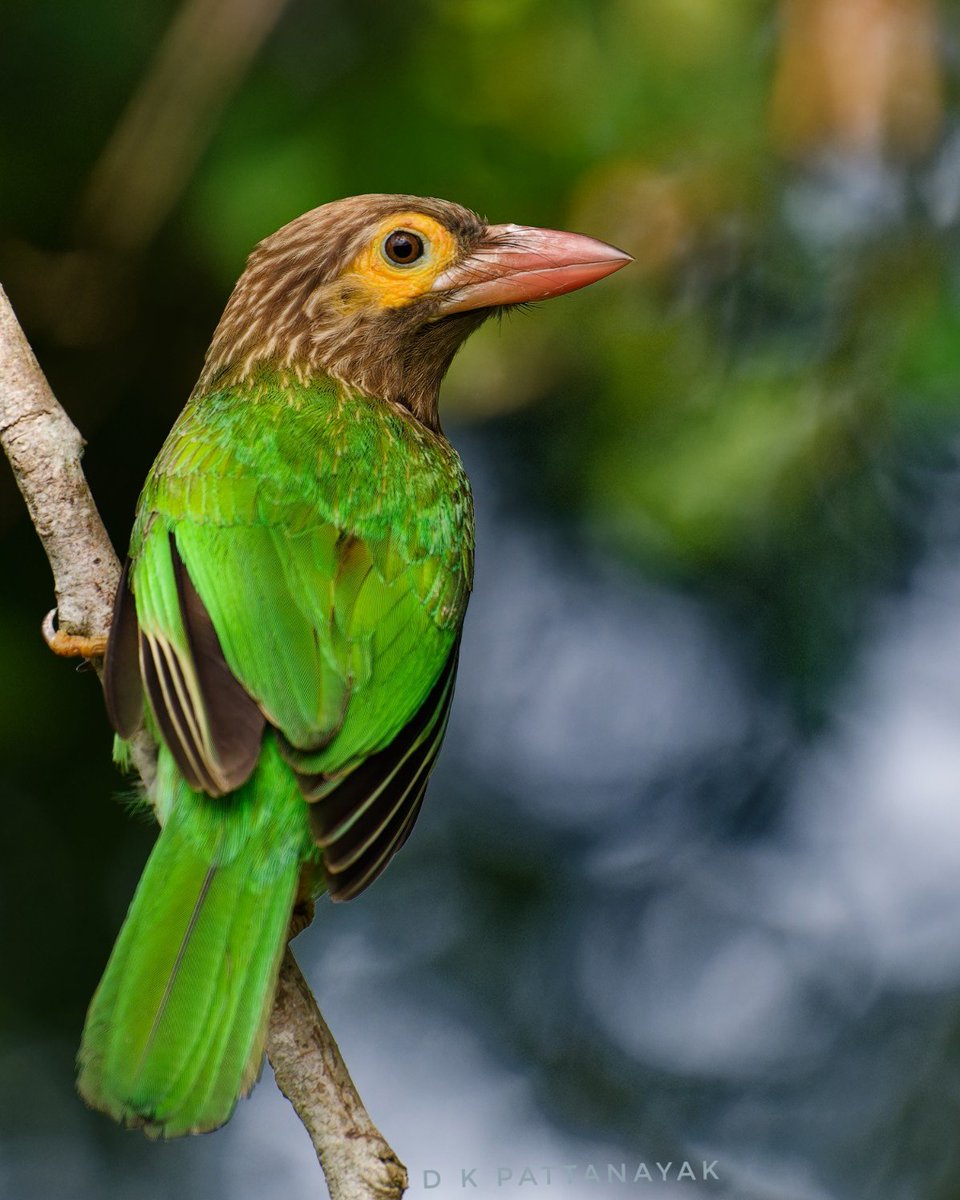 #VIBGYORinNature
Brown-headed Barbet (Psilopogon zeylanicus) caught in early morning light.
#IndiAves #ThePhotoHour #BBCWildlifePOTD #natgeoindia #ekamrakanana #Bhubaneswar #odisha #india