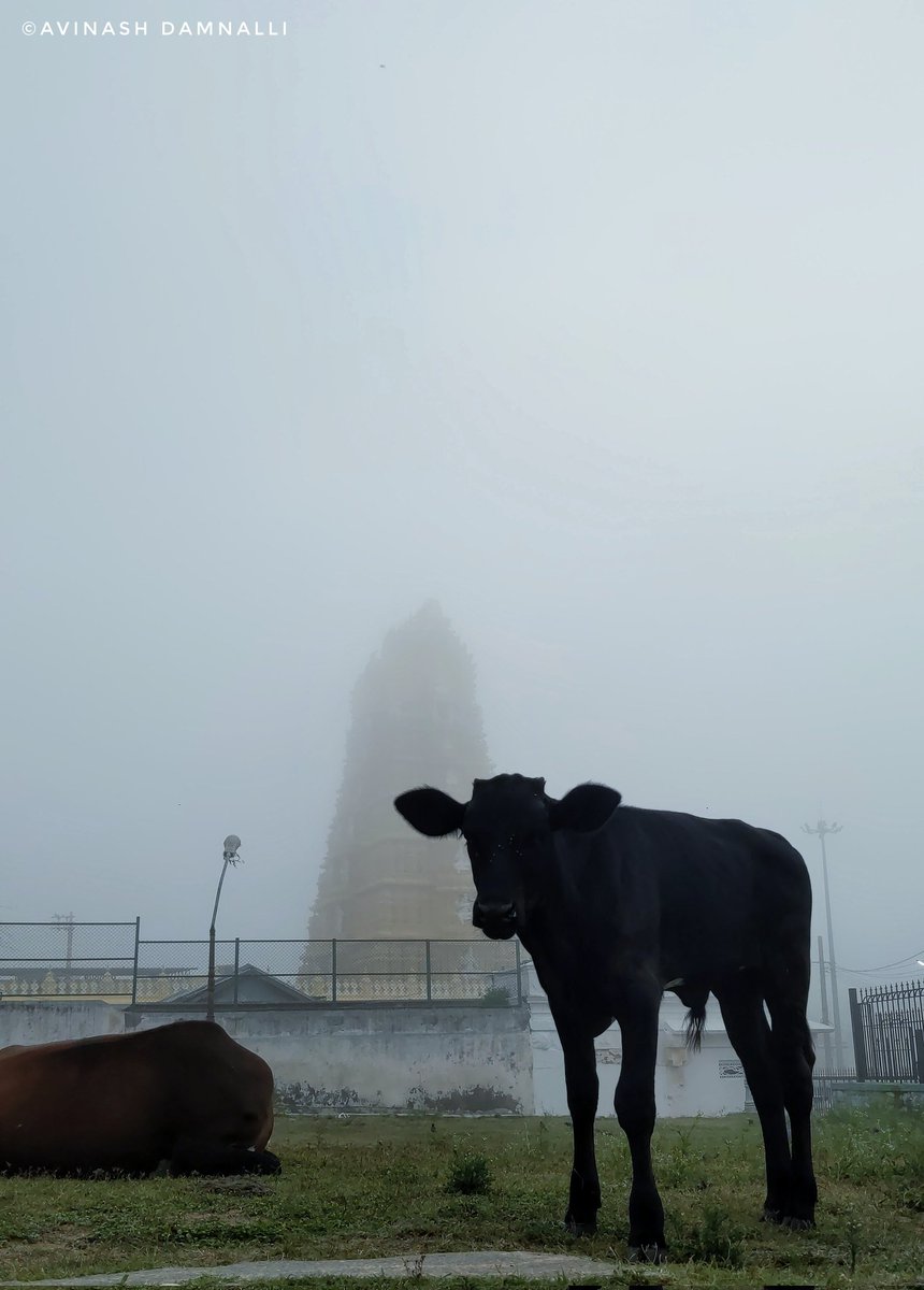 Tuesday. #streetsofmysuru 

#mysuru #mysore #chamundihill