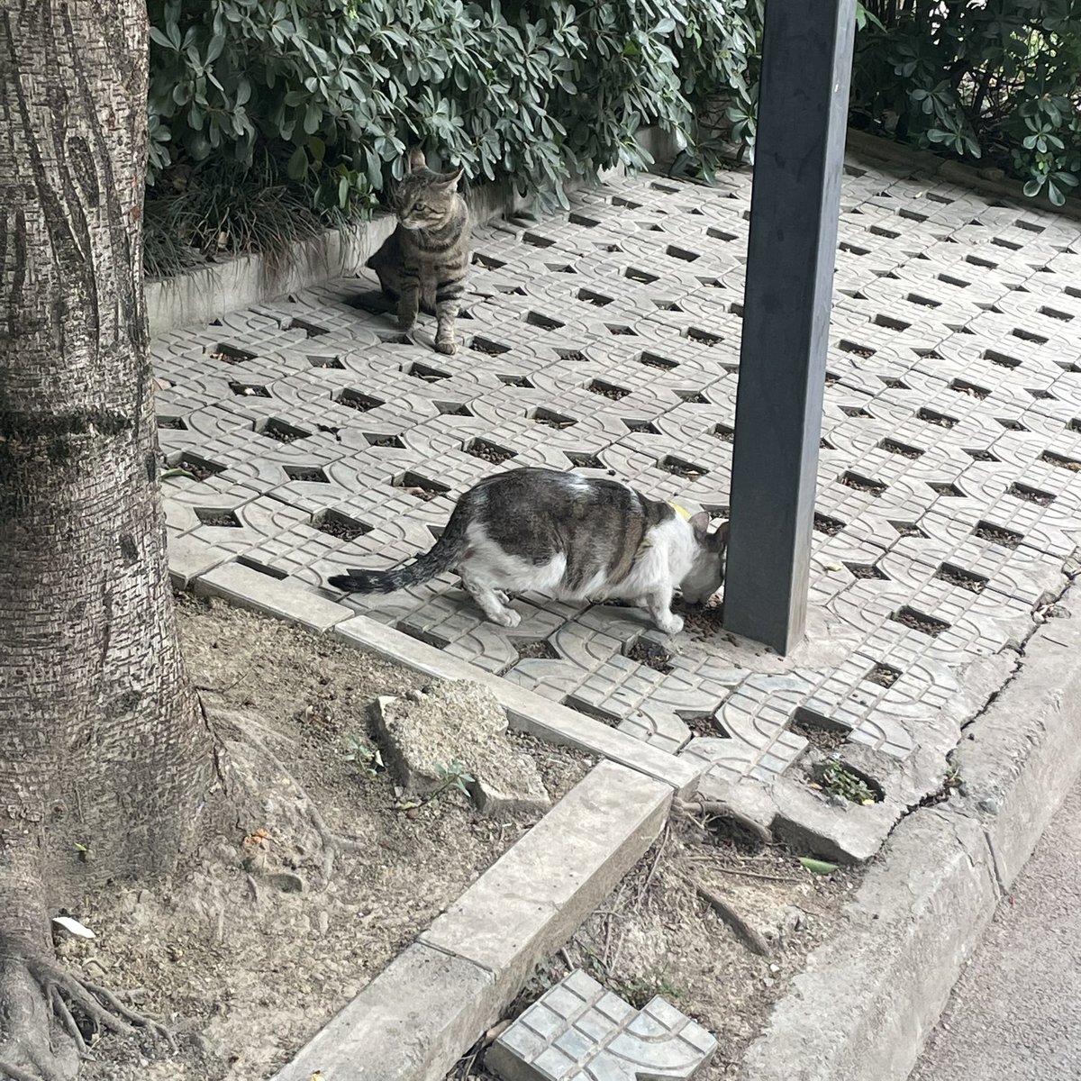 你们猜我在干嘛，在喂流浪猫哈哈哈稍微数了一下最少五只，猫粮不够又回去装了一次 https://t.co/HYgfCgc2be