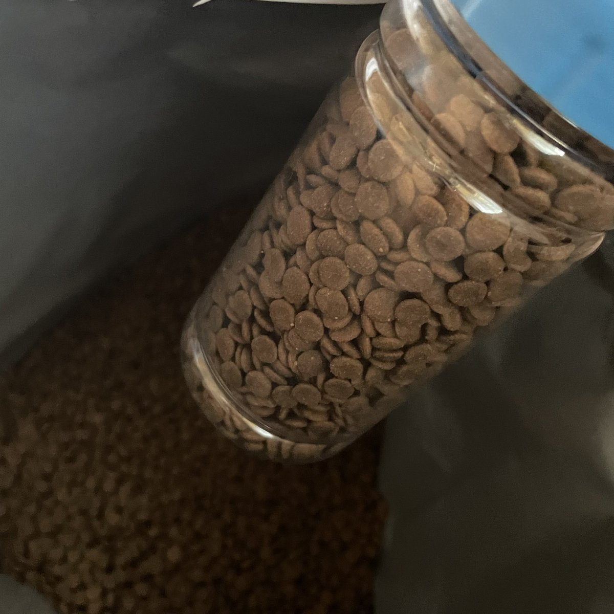 你们猜我在干嘛，在喂流浪猫哈哈哈稍微数了一下最少五只，猫粮不够又回去装了一次 https://t.co/HYgfCgc2be