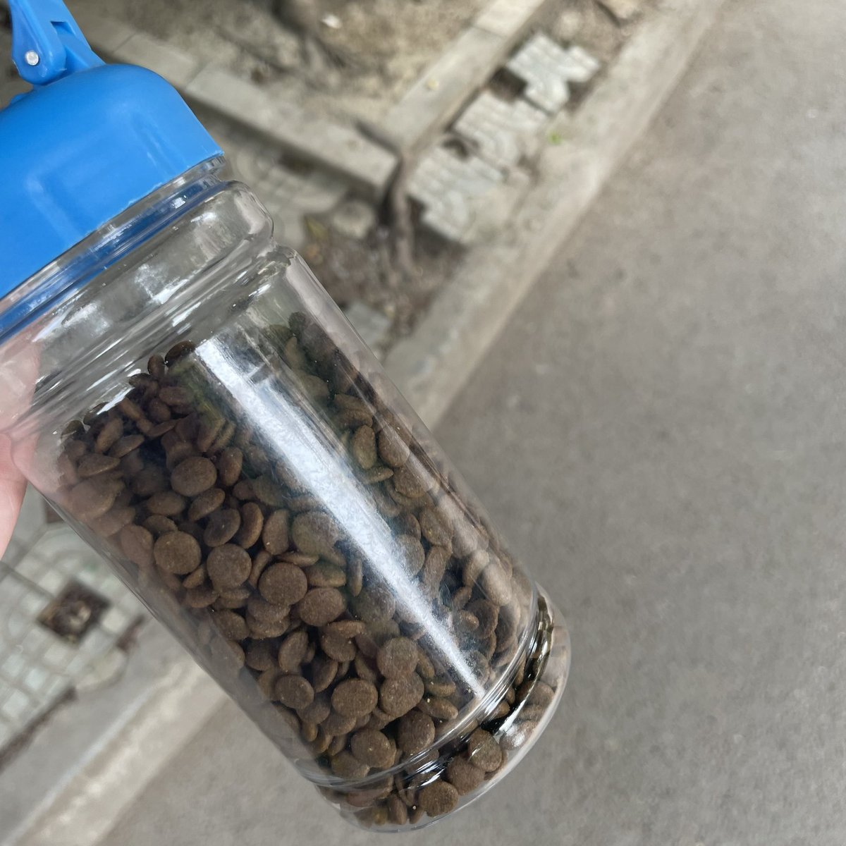 你们猜我在干嘛，在喂流浪猫哈哈哈稍微数了一下最少五只，猫粮不够又回去装了一次 https://t.co/HYgfCgc2be