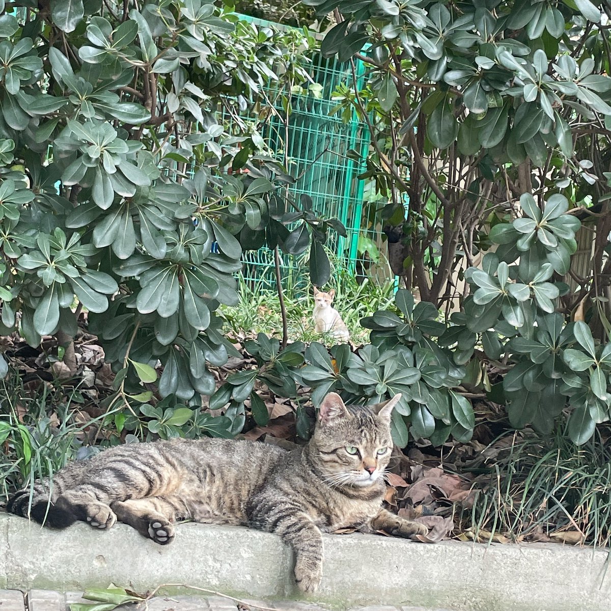 你们猜我在干嘛，在喂流浪猫哈哈哈稍微数了一下最少五只，猫粮不够又回去装了一次 https://t.co/HYgfCgc2be