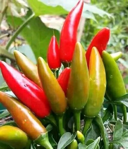 AfricanGrowers's tweet photo. Post your agribusiness ventures and let's do funnel marketing for you.

Tag your target to buy. #agribusiness #marketing #promotions #farms #farmbiz #foodbusiness #foodblockchain #TAGsFarm https://t.co/330XgKcvb5