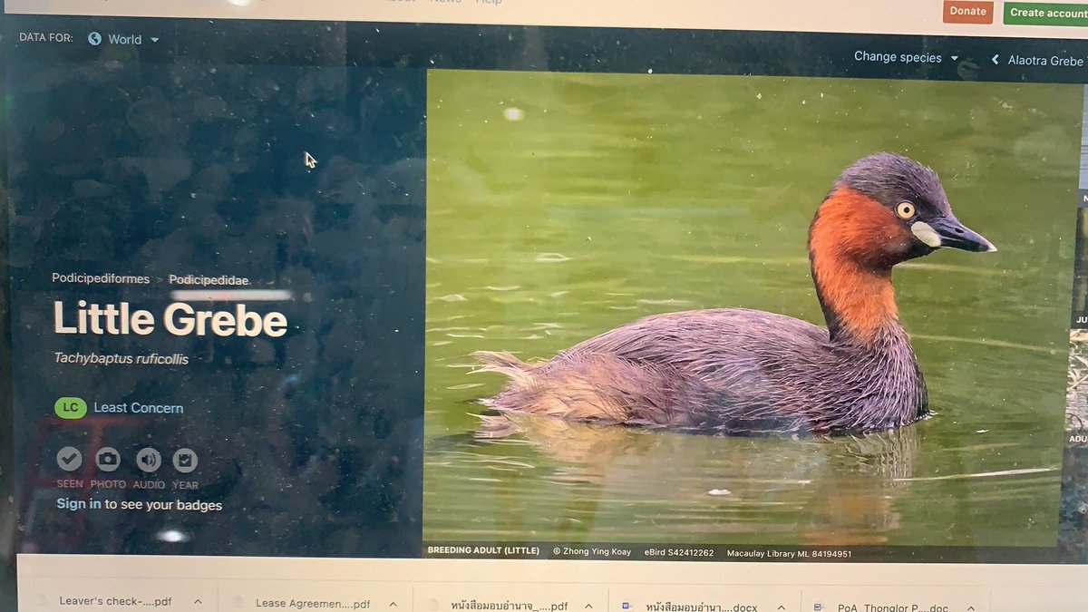 Probably my last post <a href="/WAB_LIVE/">WAB</a> . Our #sustainability team efforts are becoming evident. We have our residential duck 🦆 that has show. Up regularly to our lake! #rewild @terrytownshend <a href="/SlateLaoshi/">Ian Slate</a> @MartaSmithEd <a href="/sjtylr/">Stephen 🌏 Taylor</a> <a href="/steve_kayNZ/">Steve Kay</a> so much fun to make some impacts in learning.