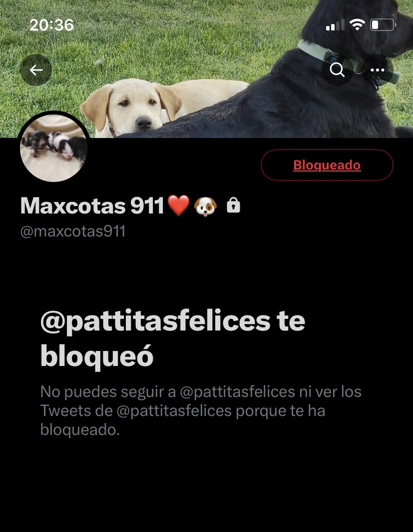 HELA_MORE's tweet photo. El defraudador José Manuel González Pineda ya volvió a cambiar el arroba de su cuenta,no dejen de denunciarla por favor https://t.co/NndbttkAKC
Recuerden que roba fotos de rescates hechos por otras personas y pide donativos,él no rescata nada,ni tiene animales. https://t.co/XxuQzCmDsx