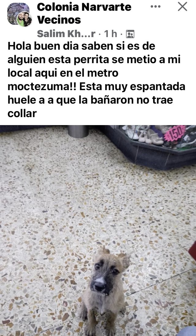 @MascotasSismo @JBalbuenaDF @Extraviados_ddf @AnimalesPerdid2 @PerdiDogsMx @Alc_Iztapalapa @vozdeiztapalapa