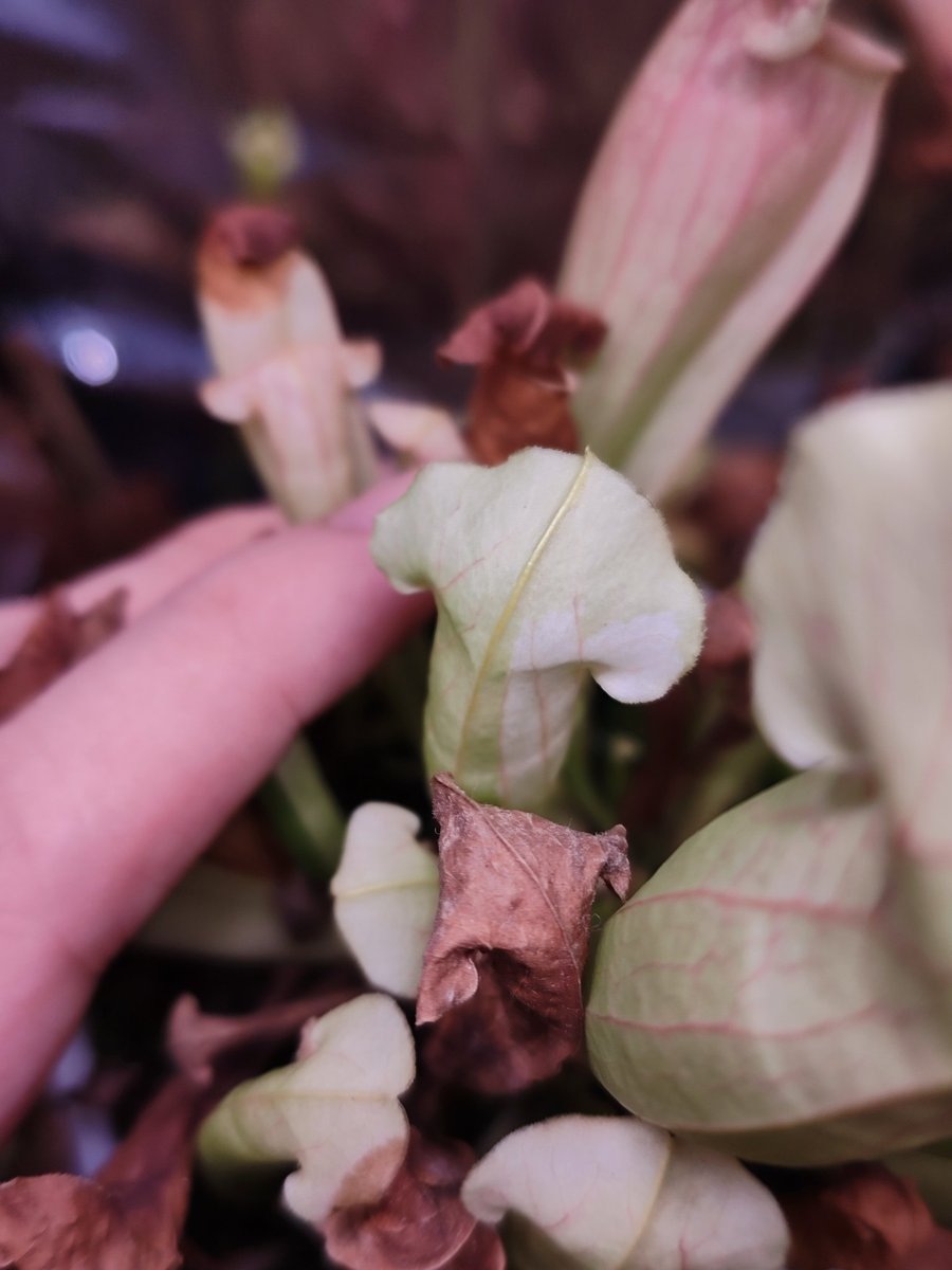 zczza2's tweet image. 纯白个体的二度变化