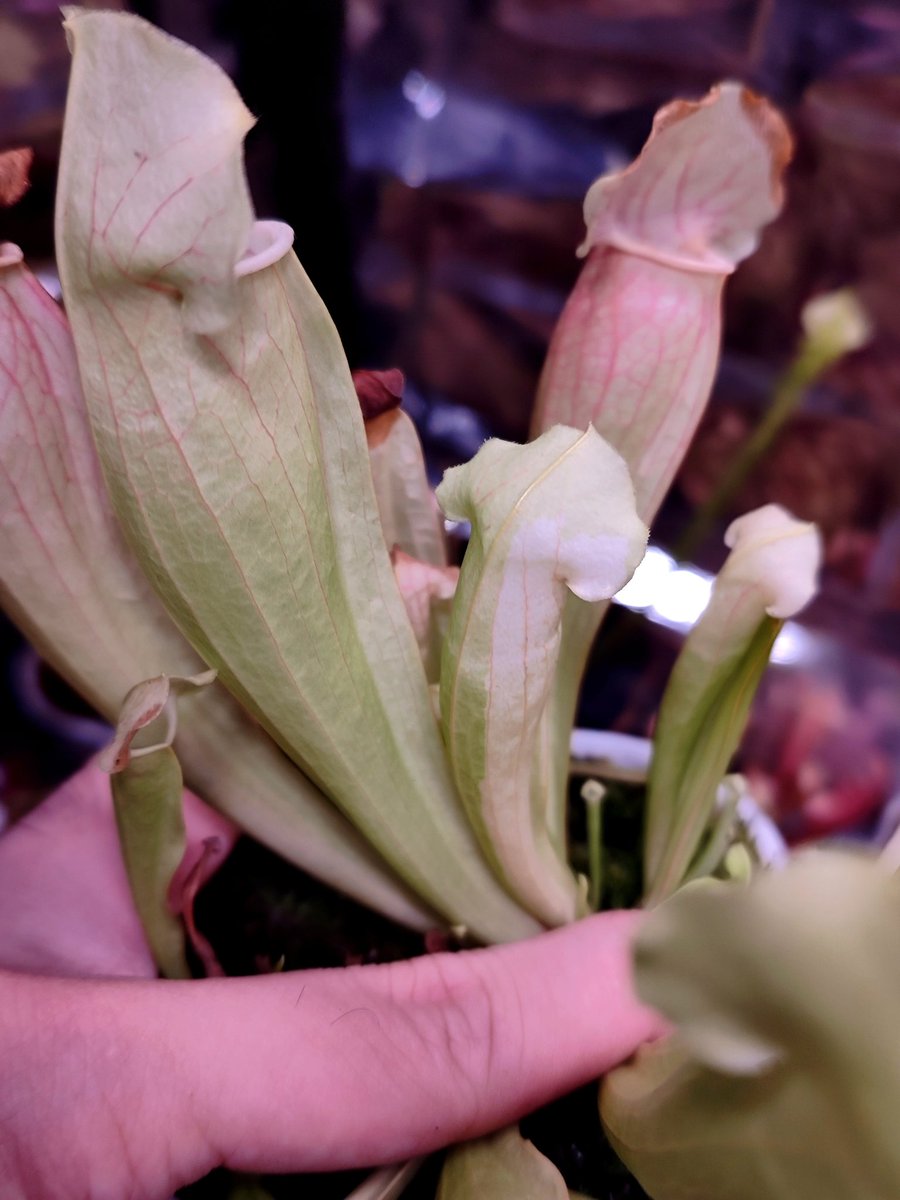 zczza2's tweet image. 纯白个体的二度变化