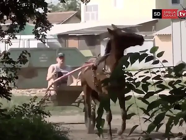 Someone get Jokic a horse