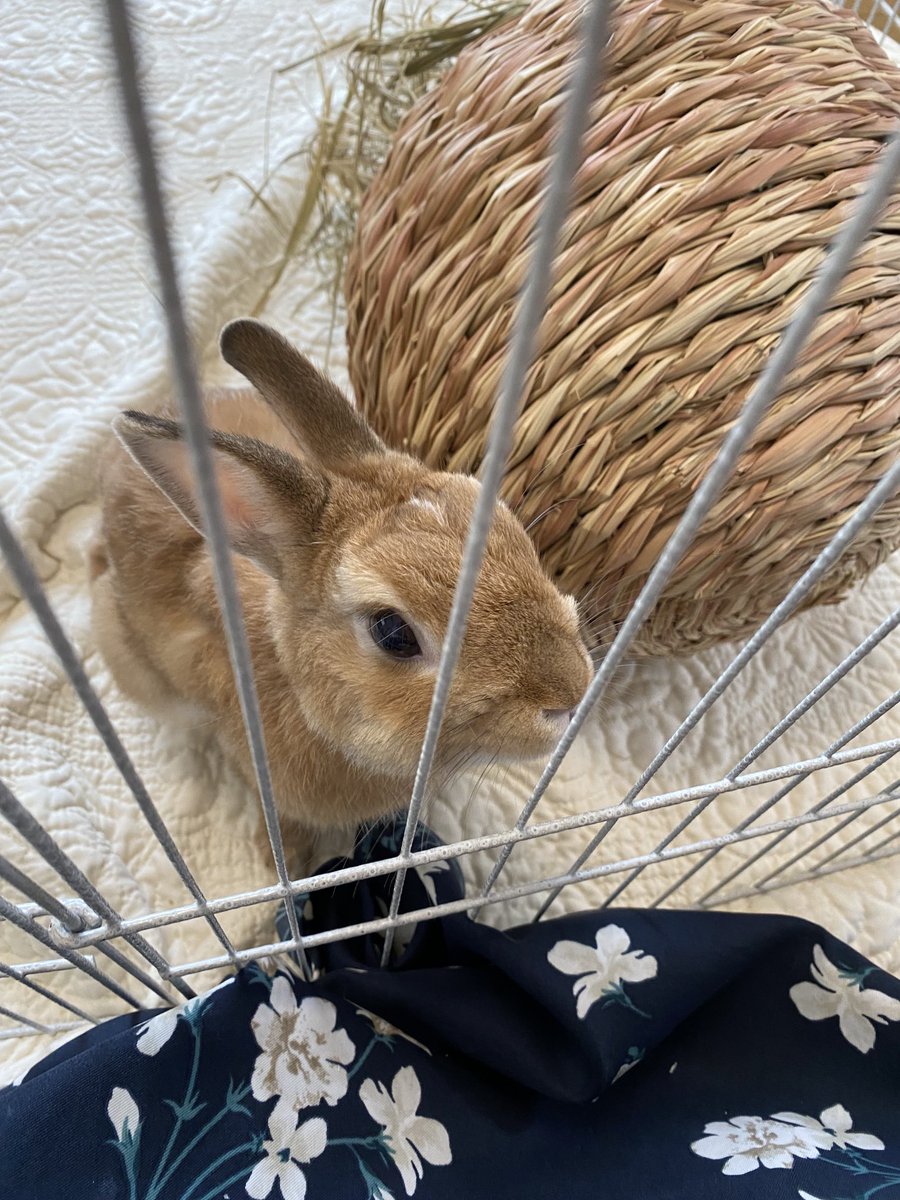 こんにちは、ココアです。
「あそぼうよ」と、サークル越しにエプロンを引っ張っています🐰
暑いですが、爽やかにお過ごしください🍀*゜