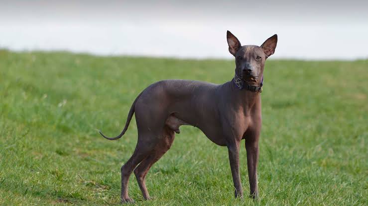 Bio_conoce's tweet photo. Sabías que, en el habla popular del Perú se conoce a los perros 🐕 que no tienen pelaje con el apelativo de perro calato. En el norte del país, 🐶se les llama viringo, nombre que parece ser de origen muchik o tallán. 

📷 https://t.co/aIliWueNs7

#perroperuano #perrocalato #perro https://t.co/jjpJ7sxNQB