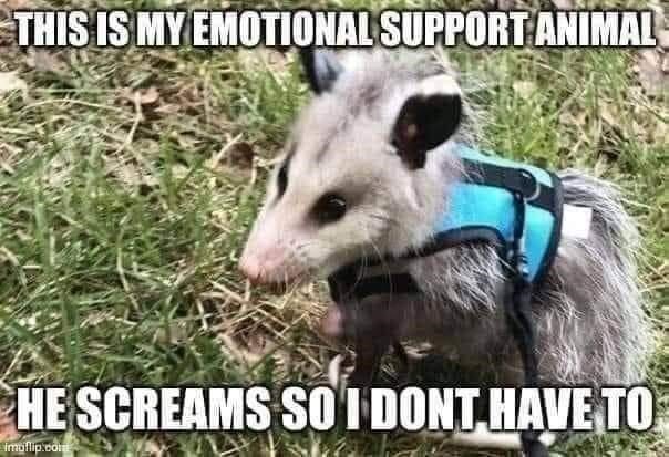 Please direct all enquiries to my Emotional Support Possum.

#ImNotQualifiedTo