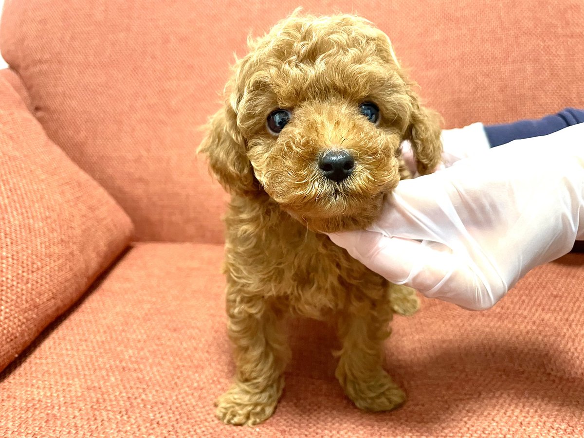 山口千尋 (@bbk_dog) / Posts / X