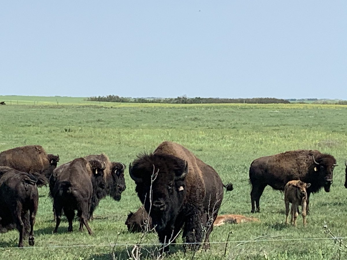 June 12 <a href="/Albert_School/">Albert School</a> <a href="/RegPublicSchool/">Regina Public Schools</a> complete our 4 day study of Métis Camp Circle, Ss learn about how Métis follow the way of the Bison community, themes of economics, social &amp; politics were covered, watch for future traders ♥️