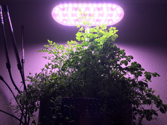 3 pic. Day 147 with my little AeroGarden. Doin purty good still. 🌿 https://t.co/tpXwzV4Du2