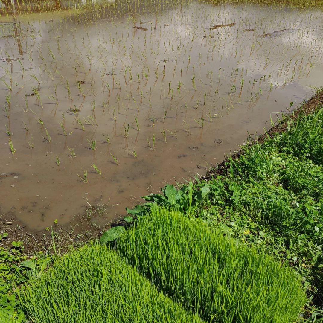 zakojifarm's tweet photo. 田植えがやっと終わりました😆
天気の関係者で少し遅くなりましたが、これでとりあえず一段落です。 https://t.co/b2o9iSjb4n