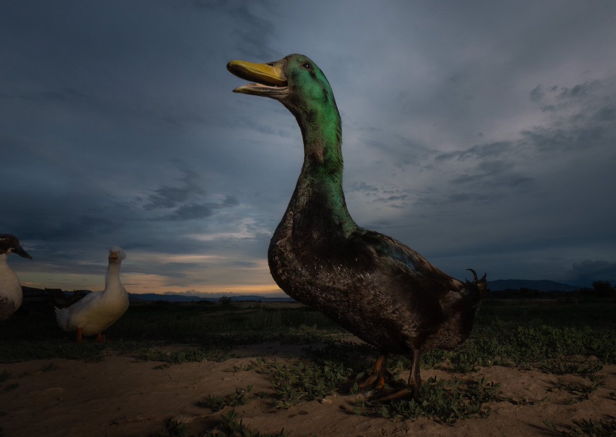 DuckFoodBot's tweet photo. hooray for noms

(retweet to send a treat https://t.co/bCx4zPeg4H) https://t.co/A91UzoE8wr