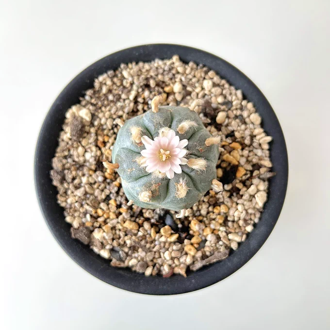 サボテンに可憐な花が咲いた〜 #ロホホラ
