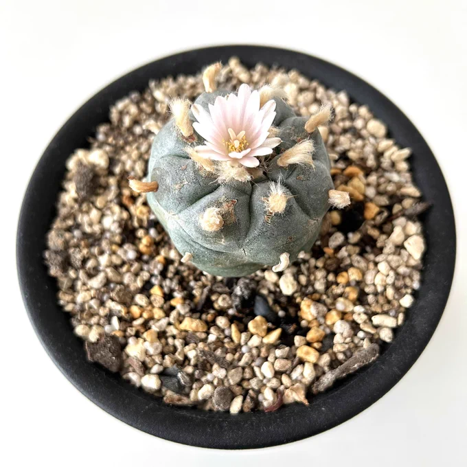 サボテンに可憐な花が咲いた〜 #ロホホラ