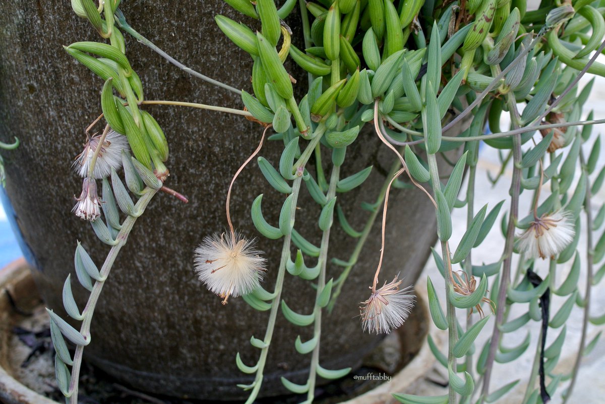 mufftabby's tweet photo. こんばんは♪
つぼみマニアですが綿毛も大好き。
#バナナネックレス
#Succulents #Succulent #StringOfBananas #CurioRadicans
#多肉植物 https://t.co/vVNrL5gcmC