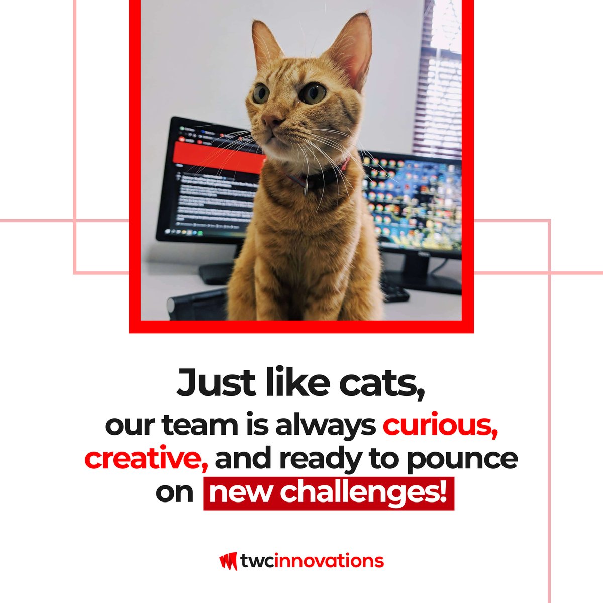 TWC Innovation is all about making every project a purr-fect success! Join us and let's embark on exciting projects together!

#TWCInnovation #TechWhiskers #InnovateWithUs #PawsitiveVibesOnly #CreativeTech #PurrsuingInnovation #CatsAndCode