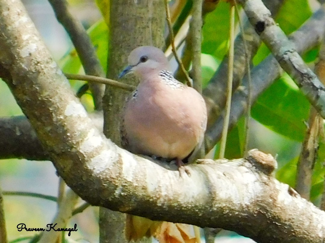 Spotted Dove
#spotteddove 
#Indiaves #BBCWildlifePOTD #ThePhotoHour #nikon #BirdsSeenIn2023 #BirdsOfTwitter #TwitterNatureCommunity #BirdsofIndia #birdwatching  #wildearth #NaturePhotography #nature #KanagalPhotography
