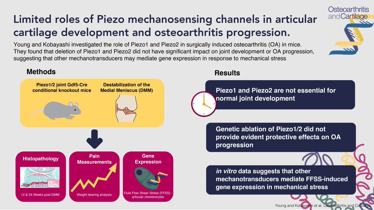 The basic/translational #EditorsChoice paper by Young et al. investigates the role of Piezo1 and Piezo2 in surgically induced #osteoarthritis  in mice 🐭
📖 Read for free oarsijournal.com/article/S1063-…