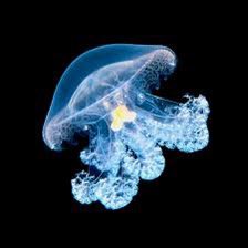 marbled jellyfish 🩷🩵