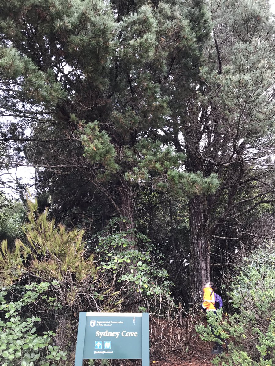 MicrobiomeTree's tweet photo. Pinus radiata on Ulva island.  Do geographically isolated pine have geographically unique microbiomes, or has host filtering selected for a ‘standard community’?  Time and DNA will tell… https://t.co/WD8QxdZPhV