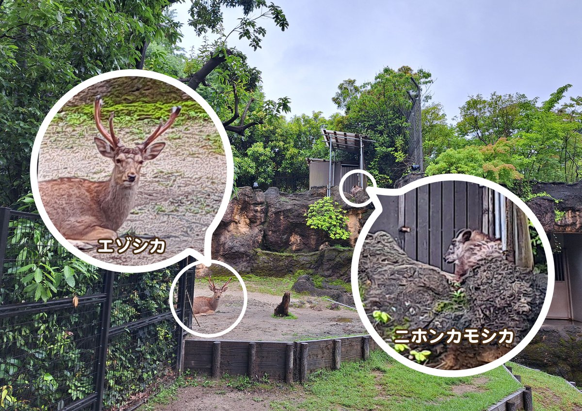 鹿の角 岩手　ニホンジカ ニホンジカ-1-scaled.jpg