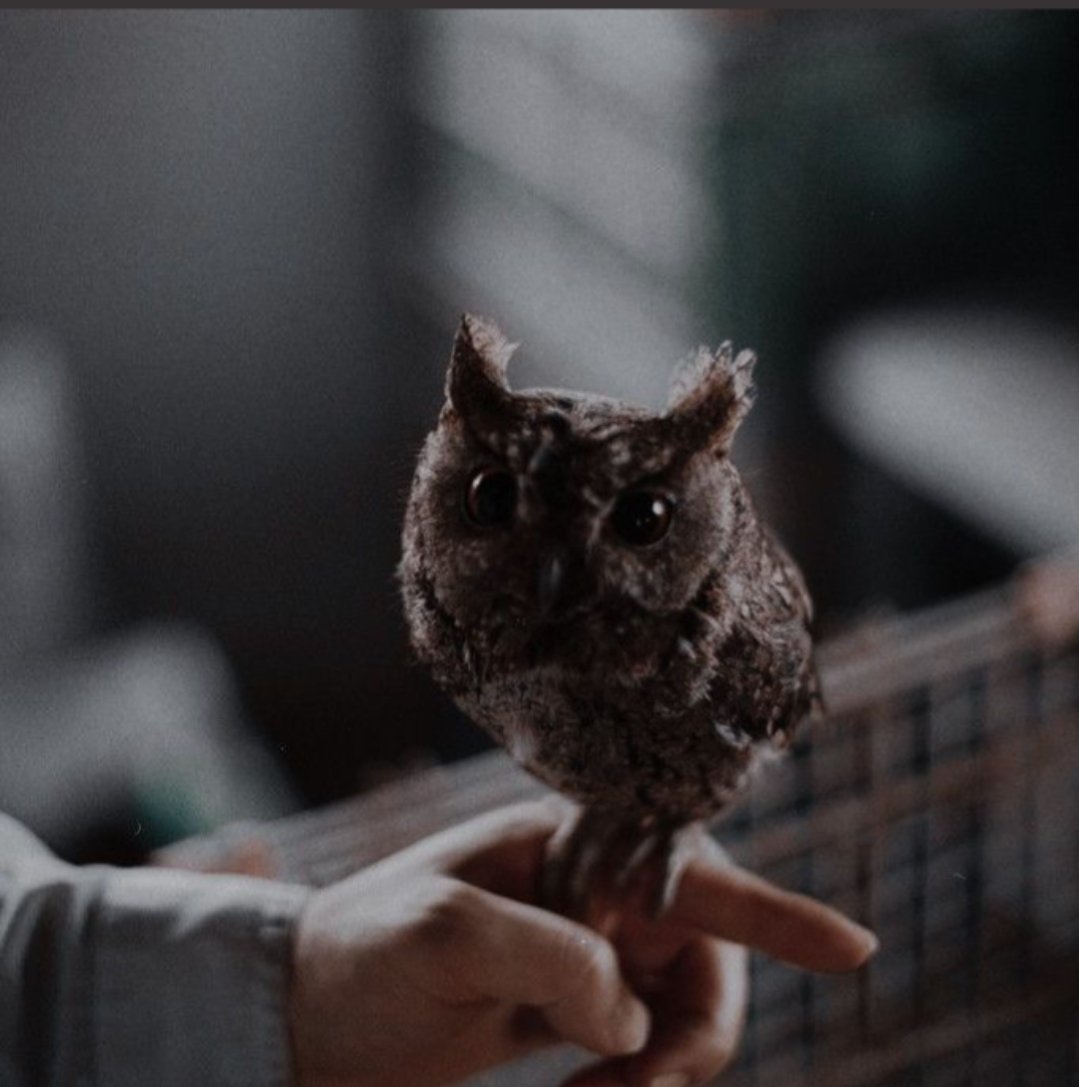 weaslcyisourkng's tweet image. ⠀
                           ❛ you can't always be strong
                          but you can always be brave ❜

                ᴛʀɪᴏ ᴇʀᴀ, ᴘᴏsᴛ-ᴡᴀʀ, ᴀɴᴅ ᴀᴜ-ғʀɪᴇɴᴅʟʏ ʀᴏɴ
                                      #𝐰𝐫𝐢𝐭𝐭𝐞𝐧𝐛𝐲𝐥𝐞𝐬𝐥𝐢𝐞 
⠀