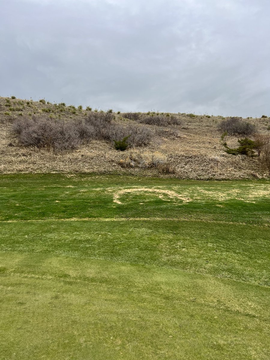 NotArunner99's tweet photo. The amount of turf loss makes me assume that there is a fair amount of ammonium nitrogen in the soil from the diseased patch of turf. We will power rake, aerate and seed the area and I will post an update. Aerate your lawns!! #fairyring #soilchemistry #aerate https://t.co/udwn1AleJ1