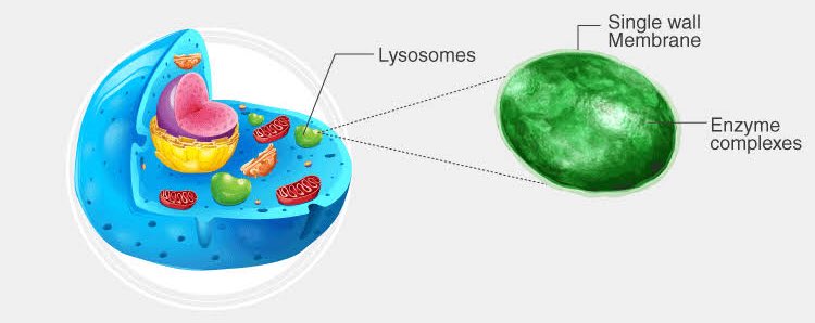 The Lysosome: The recycling heroes of our cells!🔄
These tiny organelles are like the clean-up crew, breaking down waste materials and recycling them for reuse 🚮
#ScienceFacts #CellBiology #LysosomeLove
